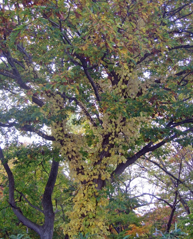 f:id:atarou:20121031065528j:image