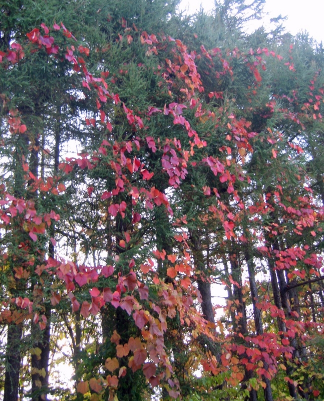 f:id:atarou:20121031065532j:image