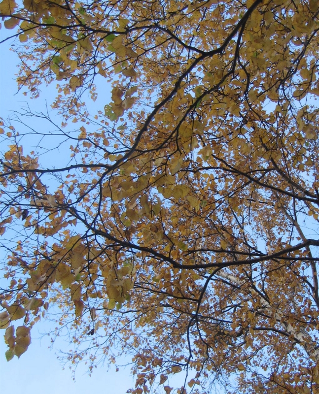 f:id:atarou:20121031070431j:image