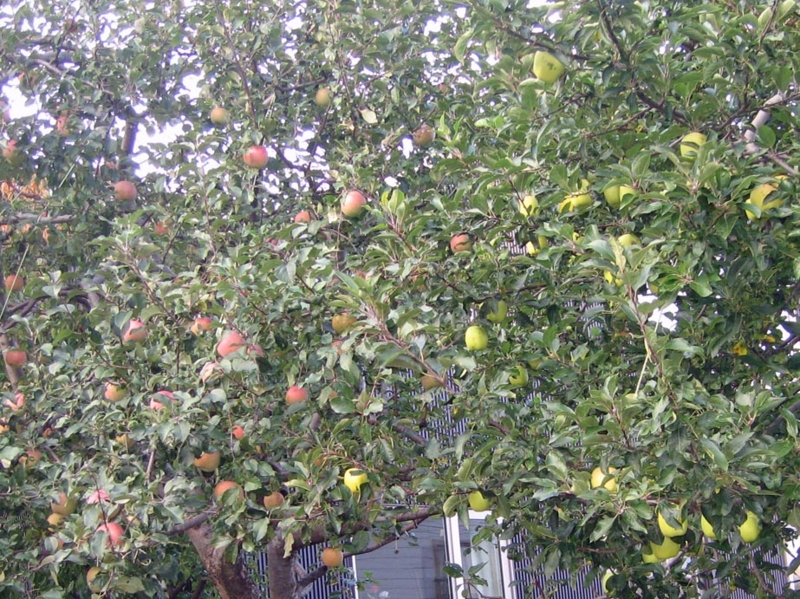 f:id:atarou:20121031071535j:image