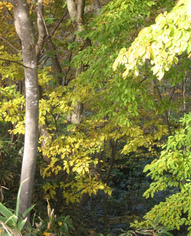 f:id:atarou:20121101071237j:image f:id:atarou:20121101071237j:image