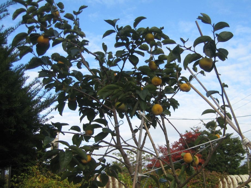 f:id:atarou:20121101072552j:image f:id:atarou:20121101072552j:image