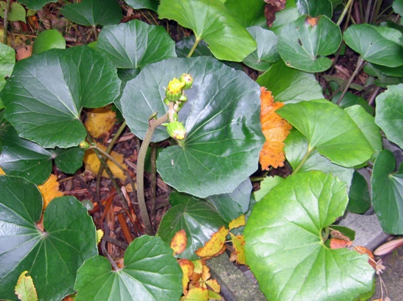 f:id:atarou:20121102065048j:image