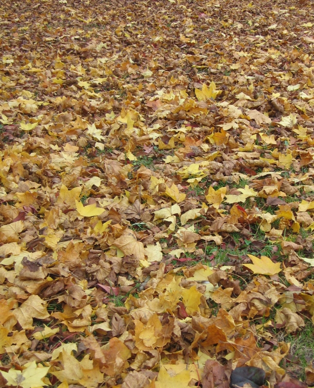 f:id:atarou:20121102065942j:image