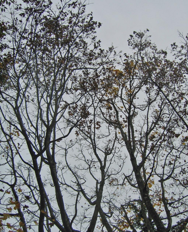 f:id:atarou:20121102065944j:image