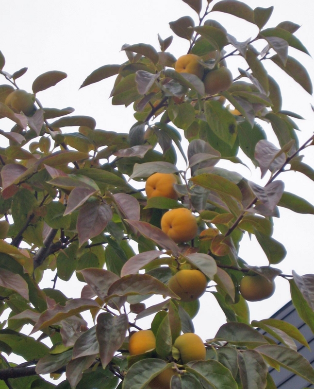 f:id:atarou:20121102071119j:image