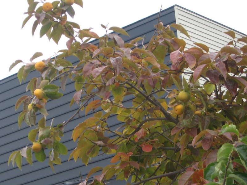 f:id:atarou:20121102071121j:image