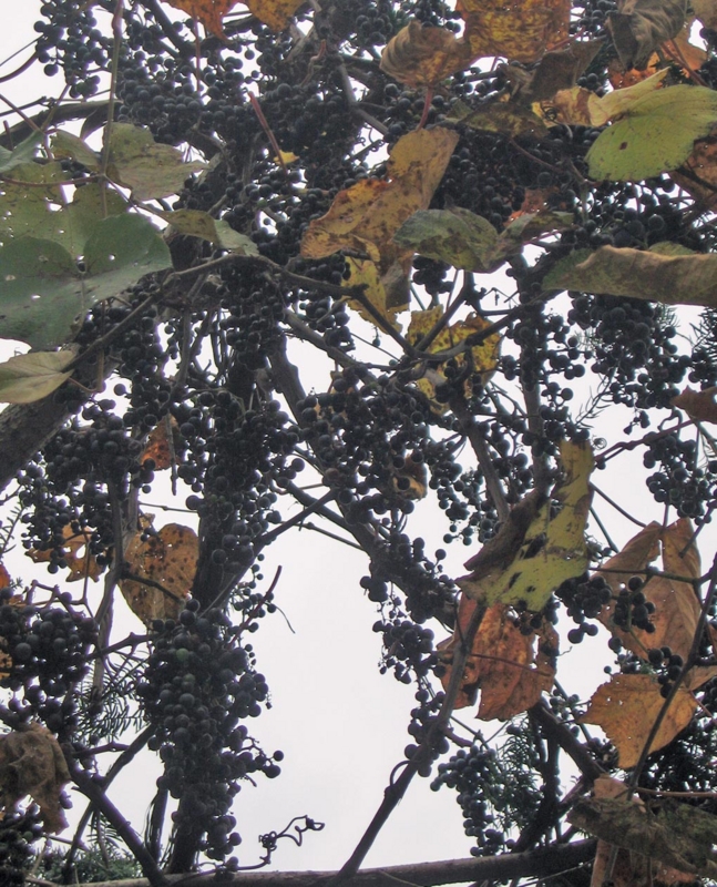 f:id:atarou:20121102071124j:image