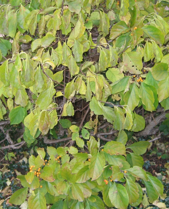 f:id:atarou:20121102072019j:image
