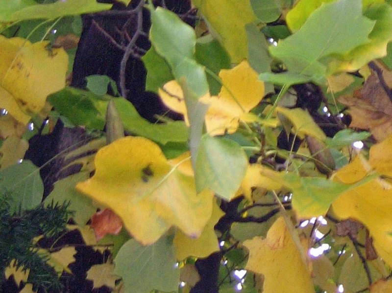 f:id:atarou:20121103070421j:image f:id:atarou:20121103070421j:image