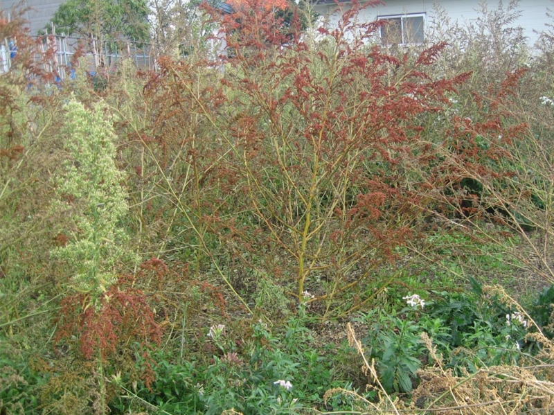 f:id:atarou:20121104071911j:image
