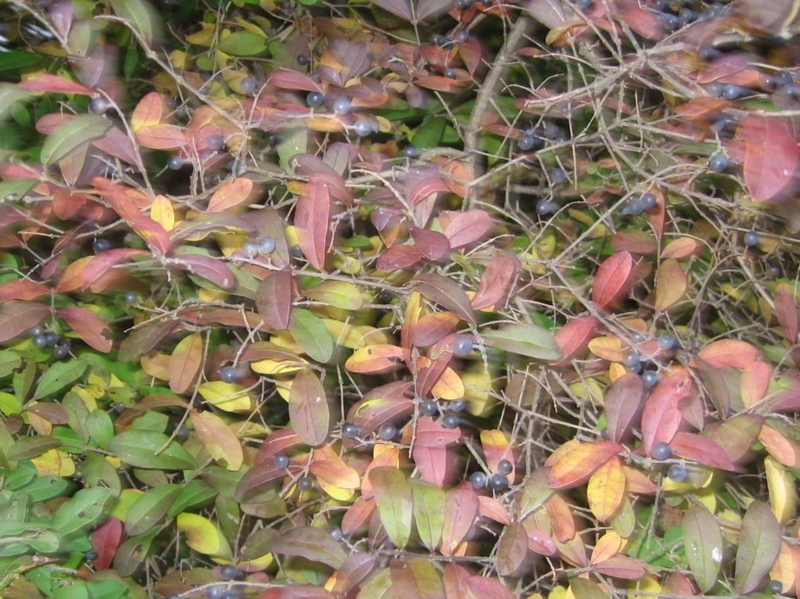 f:id:atarou:20121104072635j:image