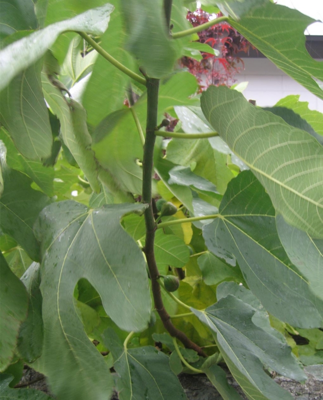 f:id:atarou:20121104072636j:image