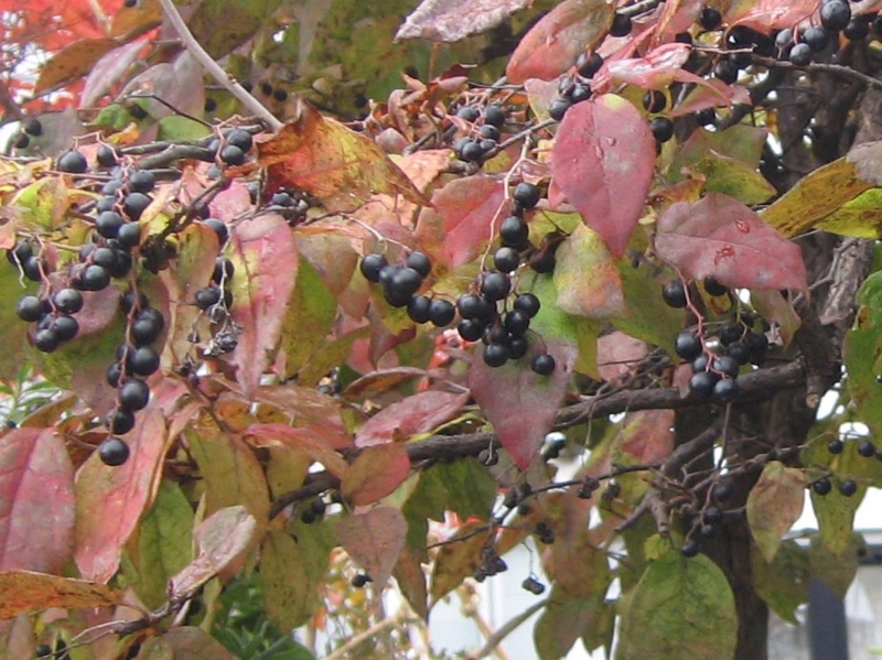 f:id:atarou:20121104072639j:image