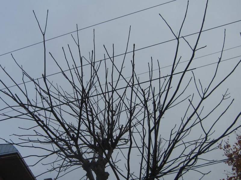 f:id:atarou:20121105063101j:image