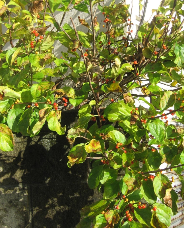 f:id:atarou:20121105064358j:image