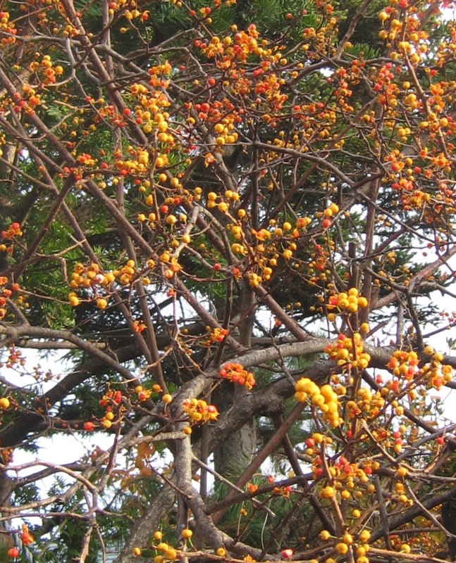 f:id:atarou:20121105064400j:image
