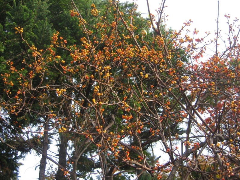 f:id:atarou:20121105064402j:image