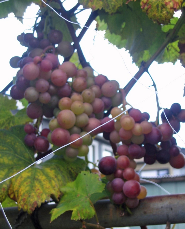 f:id:atarou:20121105064403j:image