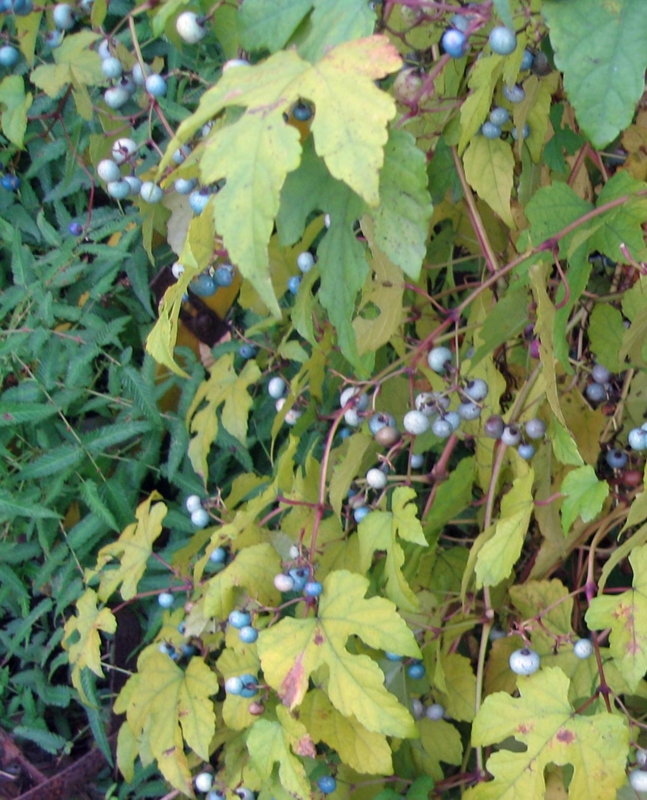f:id:atarou:20121106055727j:image