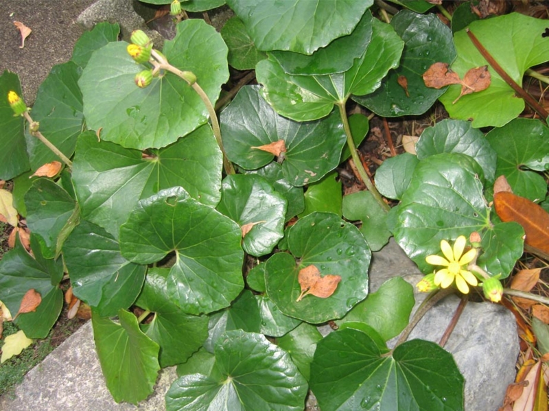 f:id:atarou:20121106061536j:image