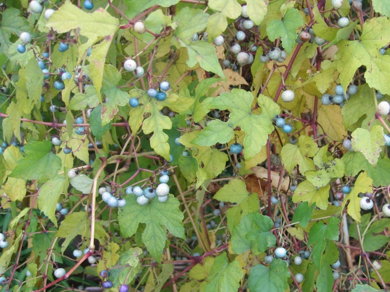 f:id:atarou:20121106062659j:image