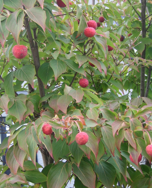 f:id:atarou:20121106064126j:image