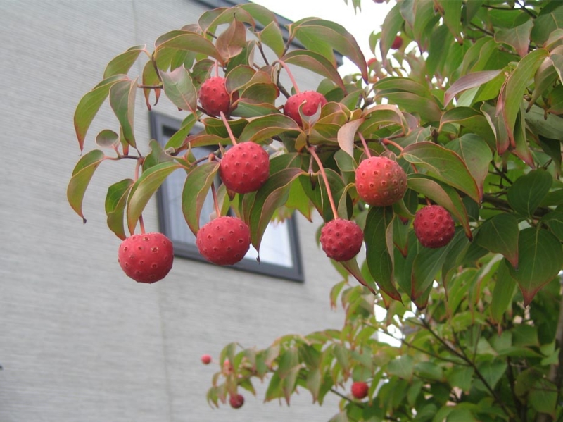 f:id:atarou:20121106065011j:image