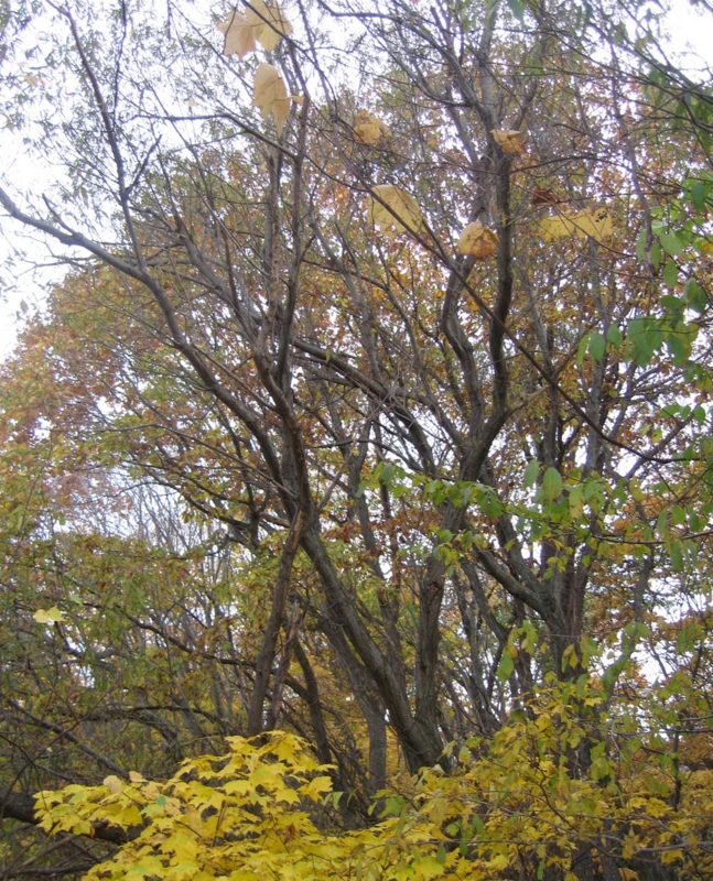 f:id:atarou:20121106165440j:image