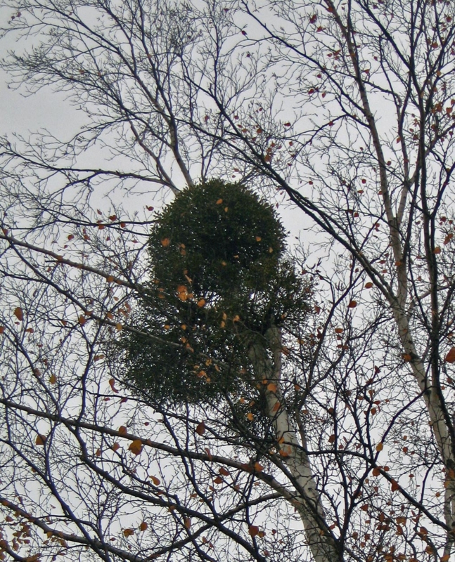 f:id:atarou:20121107065627j:image