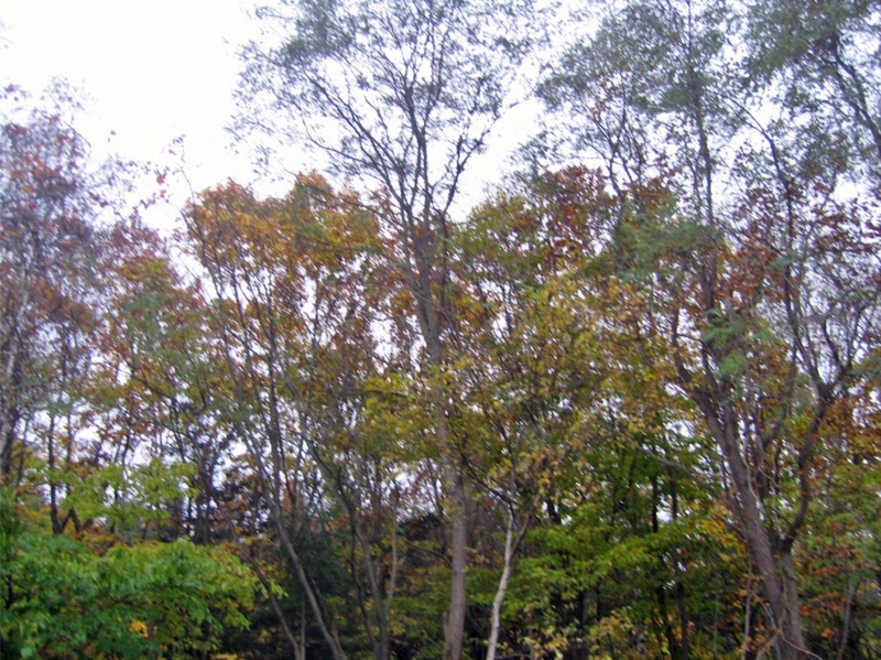 f:id:atarou:20121107071508j:image