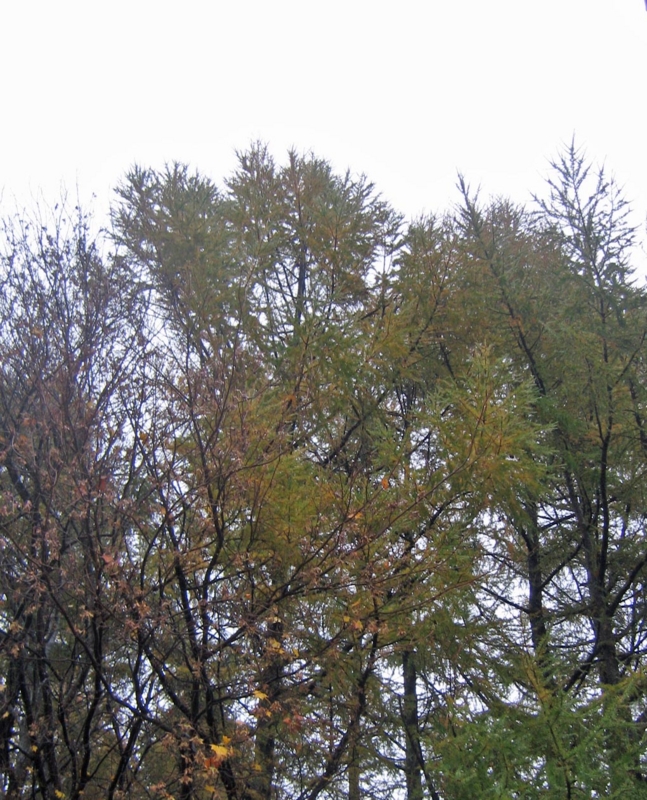 f:id:atarou:20121108065743j:image