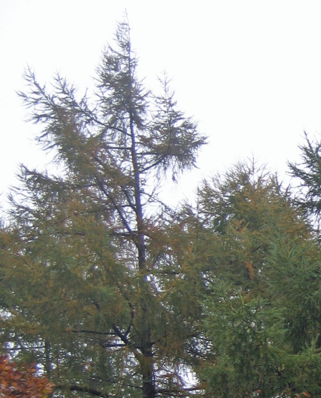f:id:atarou:20121108065745j:image
