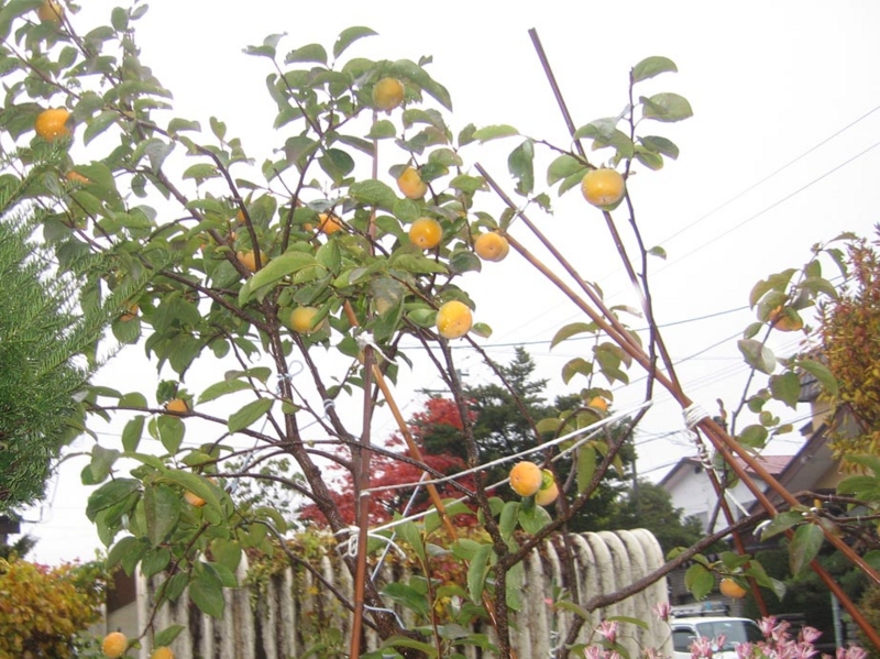 f:id:atarou:20121108070703j:image