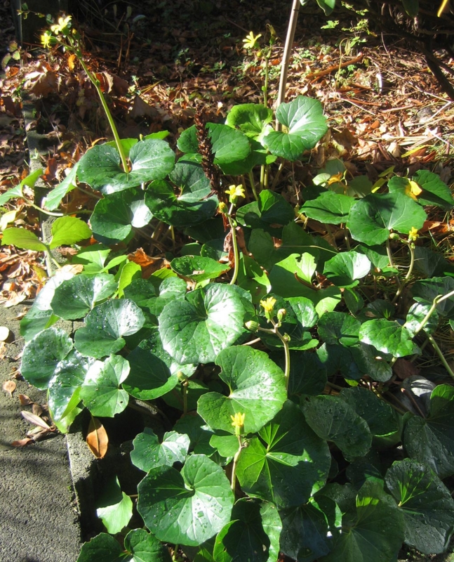f:id:atarou:20121109063404j:image