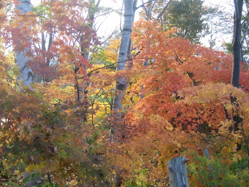 f:id:atarou:20121109064714j:image
