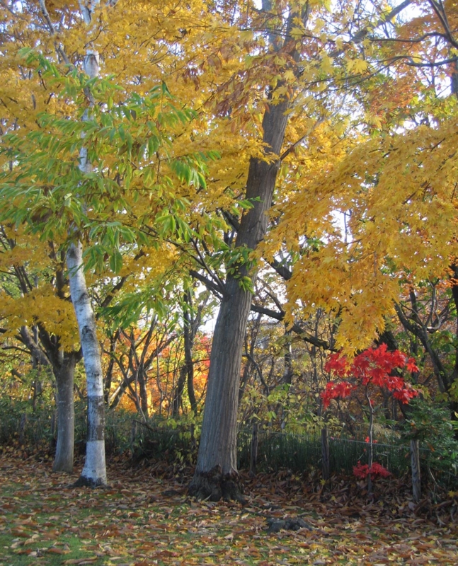 f:id:atarou:20121109064717j:image