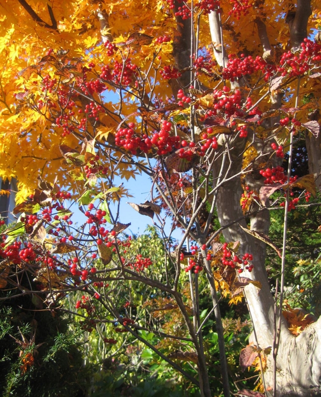 f:id:atarou:20121109064719j:image