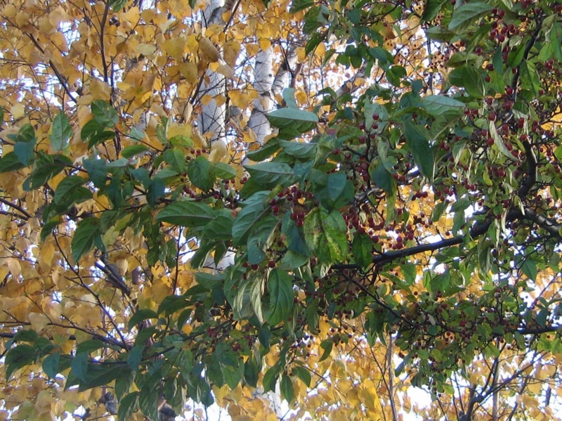 f:id:atarou:20121109065907j:image