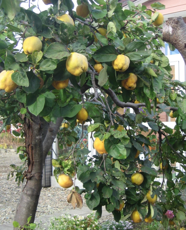 f:id:atarou:20121111070107j:image