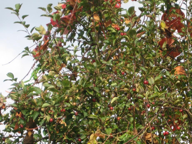 f:id:atarou:20121111070109j:image
