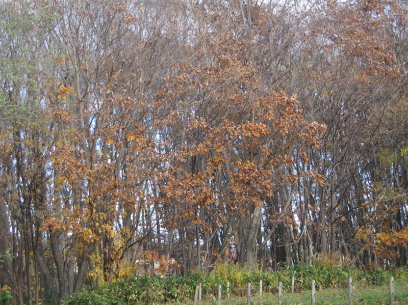 f:id:atarou:20121111070635j:image