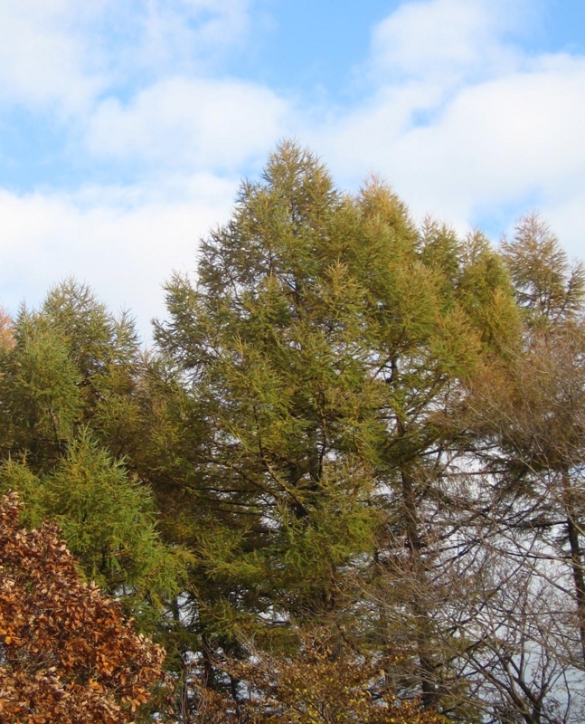 f:id:atarou:20121111072118j:image