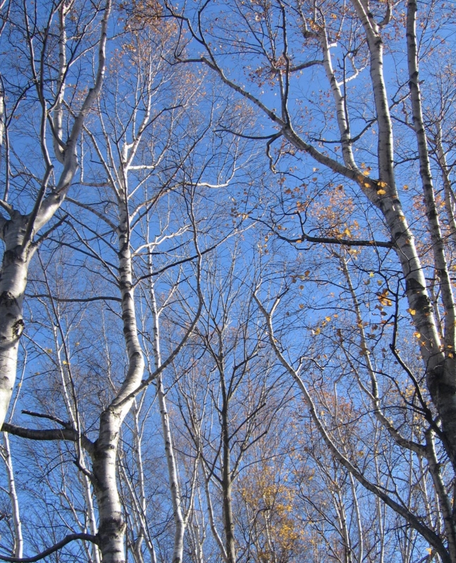 f:id:atarou:20121112062638j:image