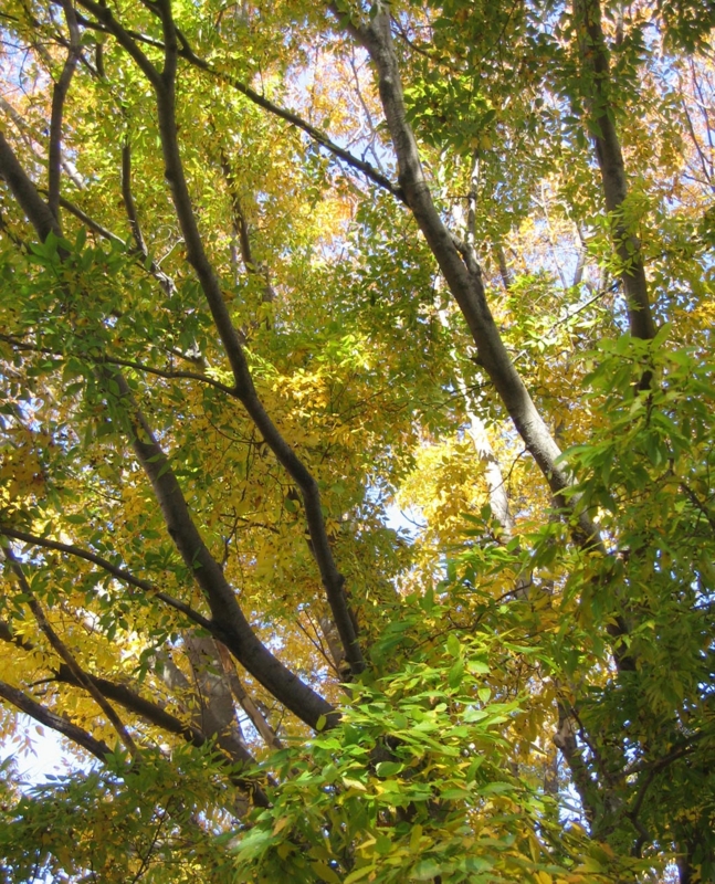 f:id:atarou:20121112070036j:image