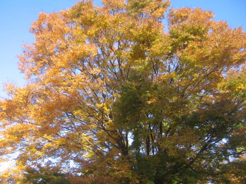 f:id:atarou:20121112070039j:image