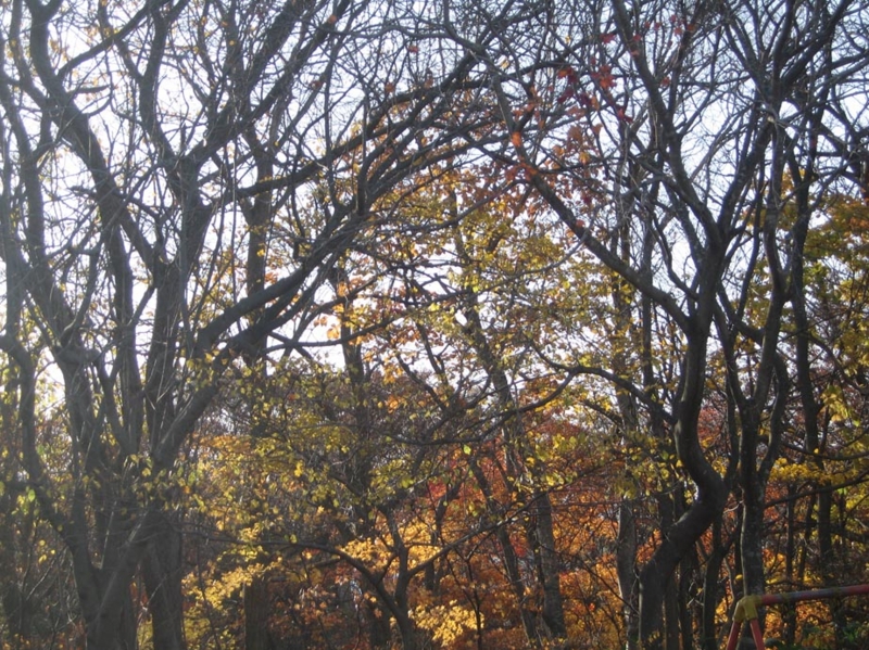 f:id:atarou:20121112072609j:image