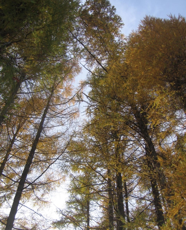 f:id:atarou:20121112072611j:image