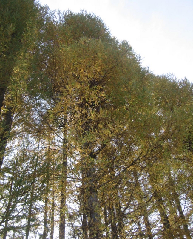 f:id:atarou:20121112072613j:image