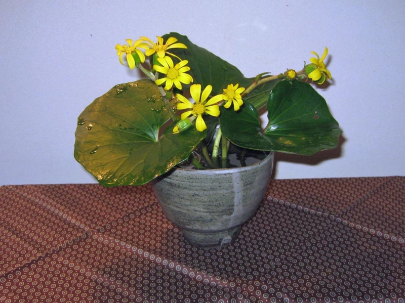 f:id:atarou:20121113063924j:image